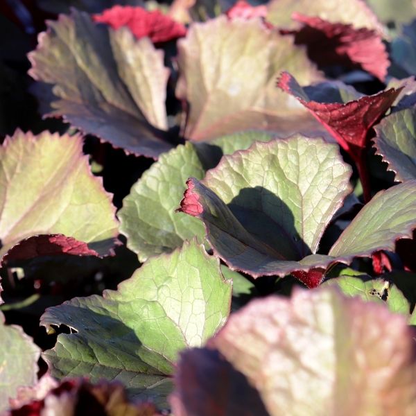 Ligularia dentata 'Little Golden Ray'