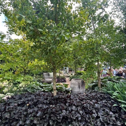 Ligularia dentata &lsquo;Pandora&rsquo; - Warners Nurseries