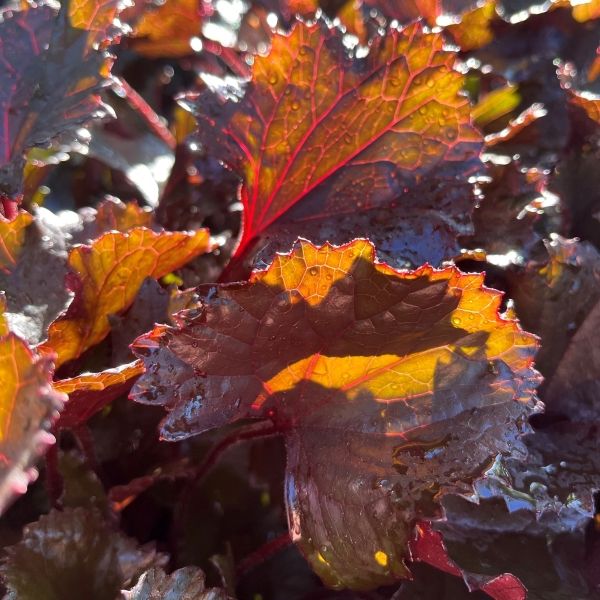 Ligularia dentata &lsquo;Pandora&rsquo; - Warners Nurseries