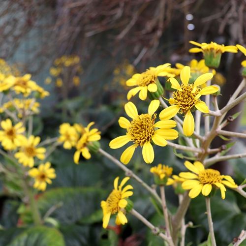 Ligularia reniformis