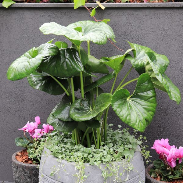 Ligularia reniformis Warners Nurseries