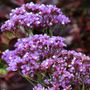 Limonium perezii Blue