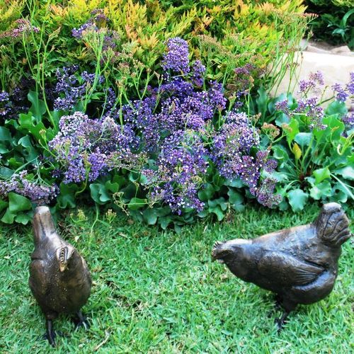 Limonium perezii Blue