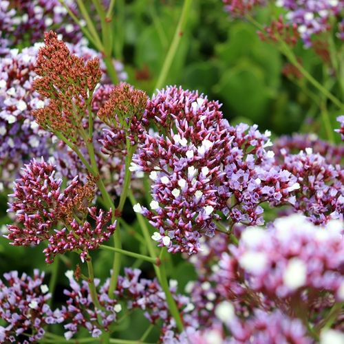 Limonium perezii Blue