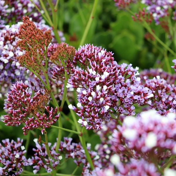 Limonium perezii Blue