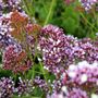 Limonium perezii Blue