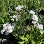 Limonium sinuatum 'Hipster White'