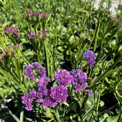 Limonium sinuatum 'Hipster Rose'