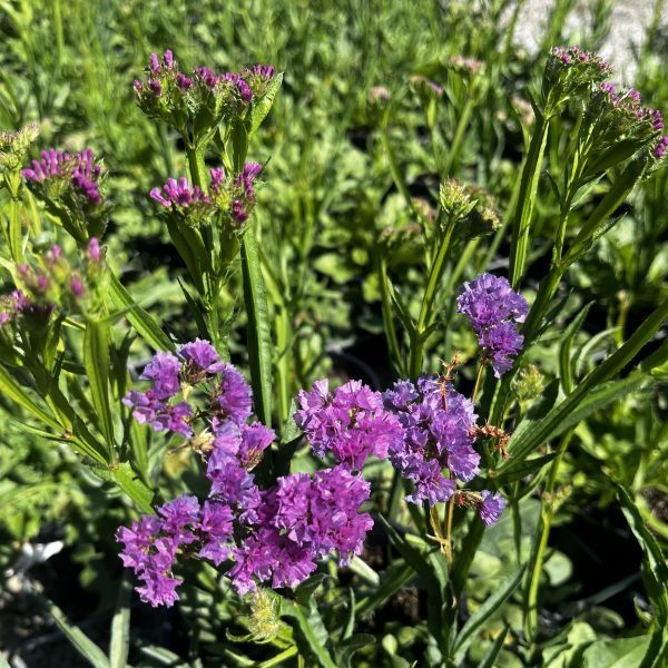 Limonium sinuatum 'Hipster Rose'