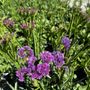 Limonium sinuatum 'Hipster Rose'