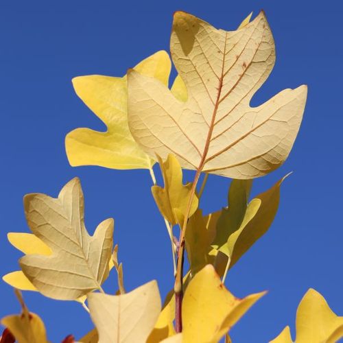 Liriodendron tulipifera Fastigiatum