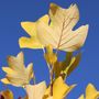 Liriodendron tulipifera Fastigiatum