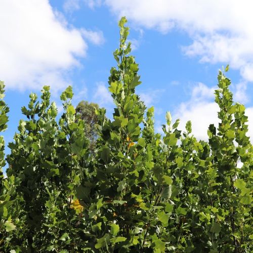 Liriodendron tulipifera Fastigiatum