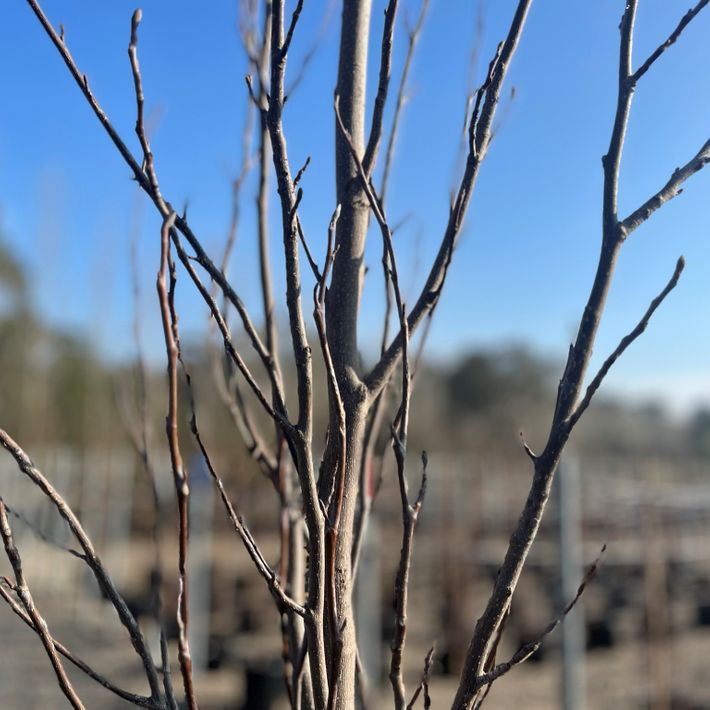 Liriodendron tulipifera Fastigiatum