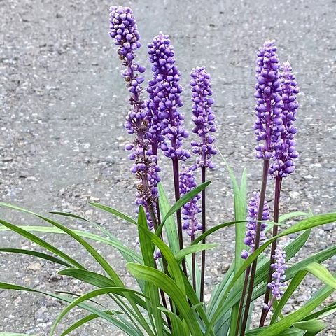 Liriope muscari