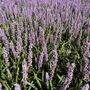 Liriope muscari