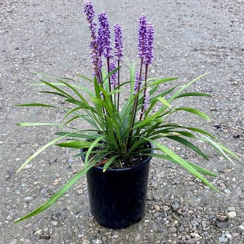 Liriope muscari