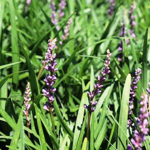 Liriope muscari 'Big Blue'