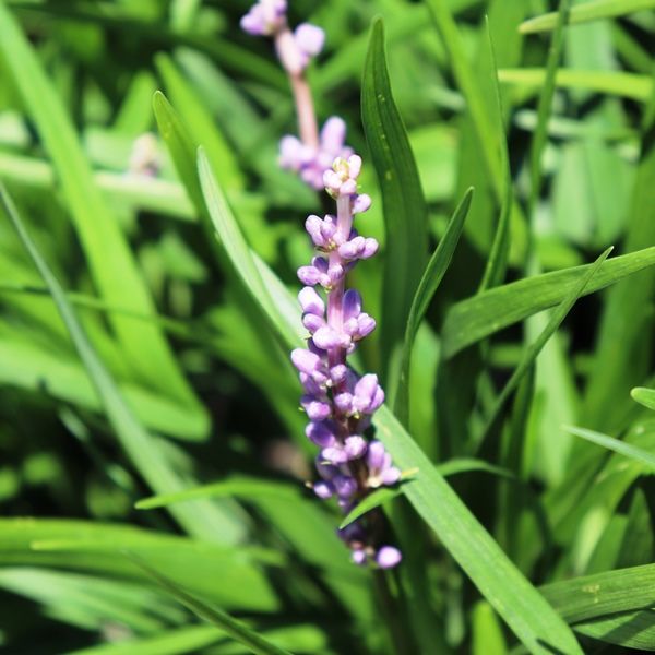 Liriope muscari 'Big Blue'