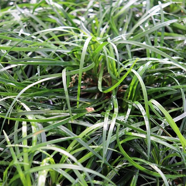 Liriope muscari 'Emerald Cascade' pbr Warners Nurseries