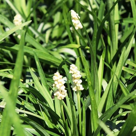 Liriope muscari 'Monroe White'