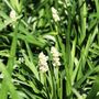 Liriope muscari 'Monroe White'