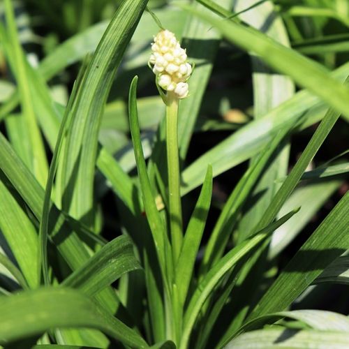 Liriope muscari 'Monroe White'