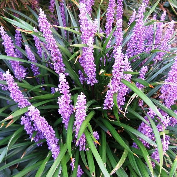 Liriope muscari 'Royal Purple'