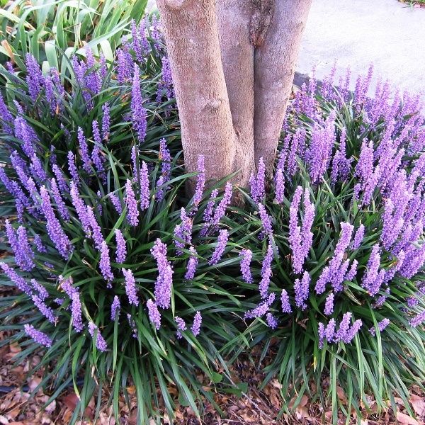 Liriope muscari 'Royal Purple'