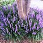 Liriope muscari 'Royal Purple'