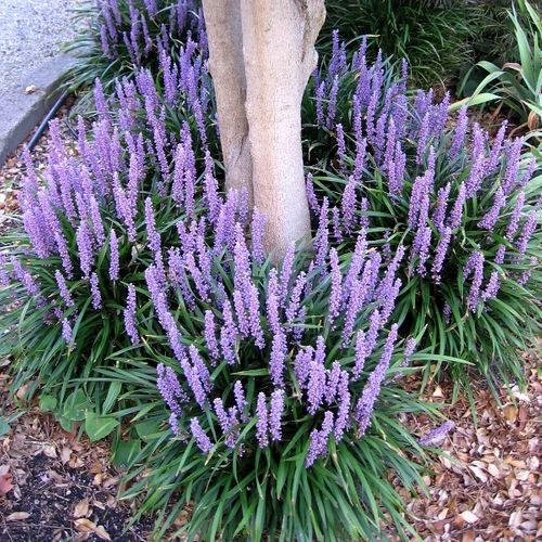 Liriope muscari 'Royal Purple'