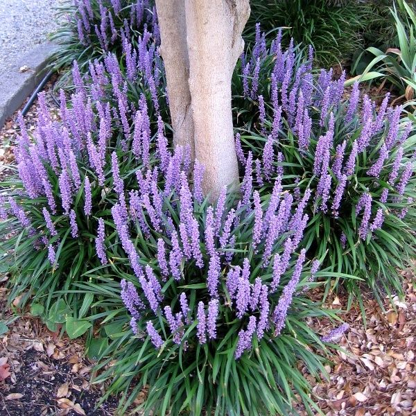 Liriope muscari 'Royal Purple'