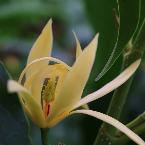Magnolia x alba