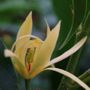 Magnolia x alba