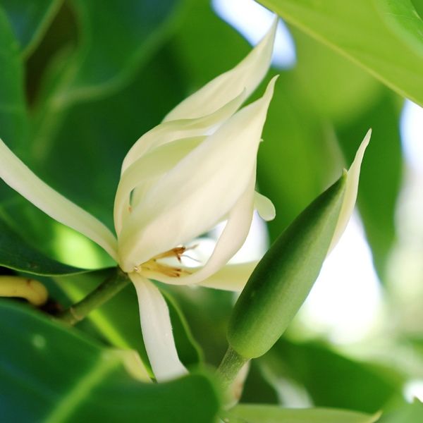 Magnolia x alba