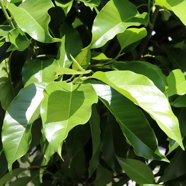Magnolia x alba