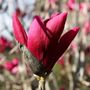 Magnolia x 'Burgundy Star'