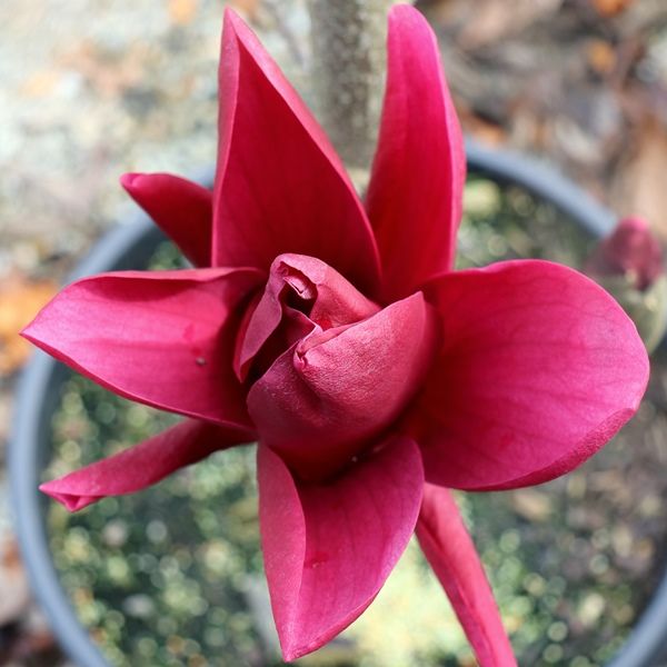 Magnolia x 'Burgundy Star'