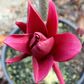 Magnolia x 'Burgundy Star'