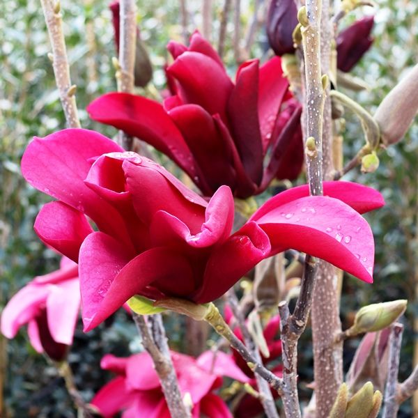 Magnolia x 'Burgundy Star'