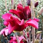 Magnolia x 'Burgundy Star'