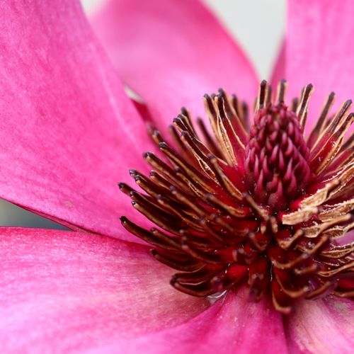 Magnolia x 'Burgundy Star'