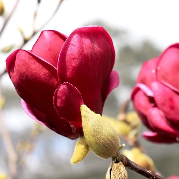 Magnolia x 'Genie' pbr