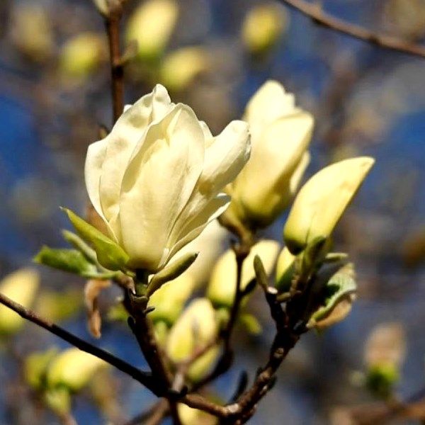 Magnolia x 'Elizabeth'