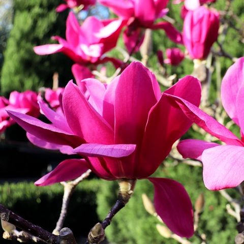Magnolia x soulangeana 'Vulcan'