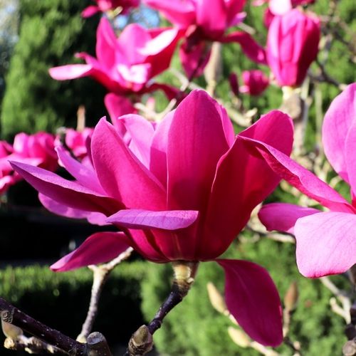 Magnolia x soulangeana 'Vulcan'