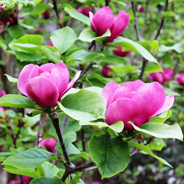 Magnolia x soulangeana 'Vulcan'