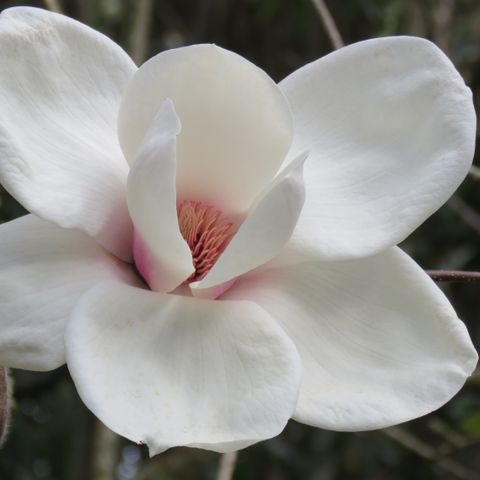 Magnolia x soulangeana 'Ab Fab' pbr