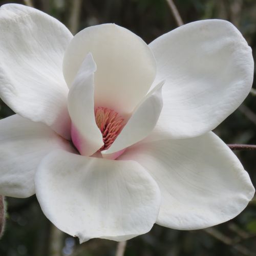 Magnolia x soulangeana 'Ab Fab' pbr