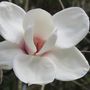 Magnolia x soulangeana 'Ab Fab' pbr